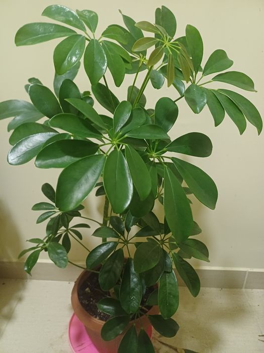 ШЕФЛЕРА  , Алое Вера ,Кализия и Алое