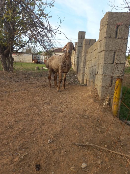 Қошқар сатыладыы Арашан