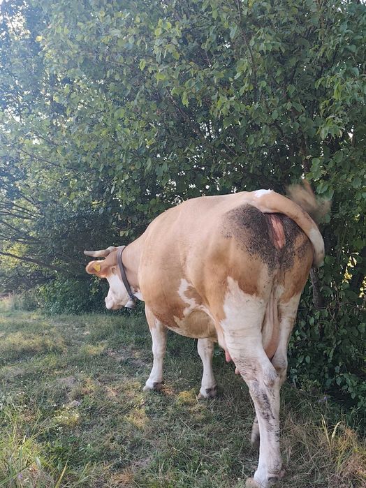 Vaca și mânză de vânzare!