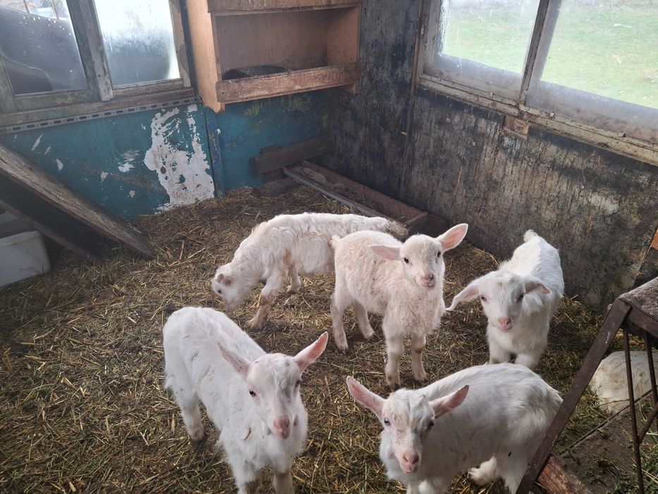 Ярета за дамъзлък и бременни кози