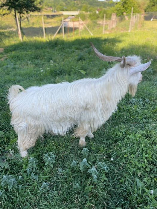 Vând țap și capră