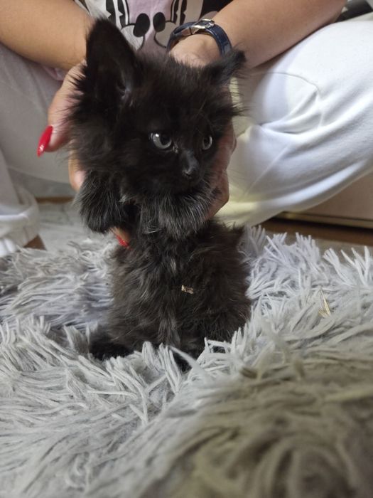 Отдаем двух котят