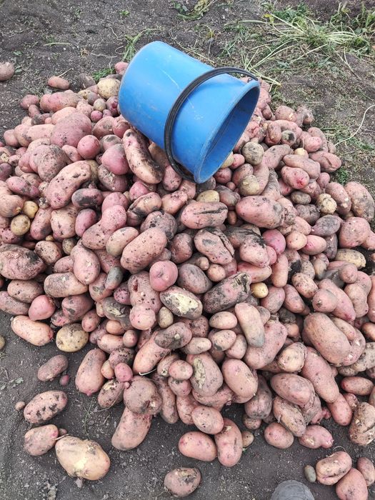 Продам крупный отборный картофель.