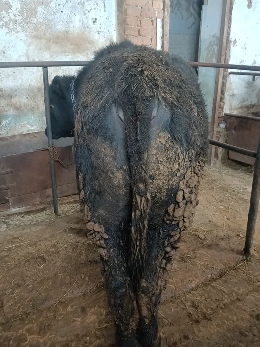 Откормда турган 5 бас бука сатылады