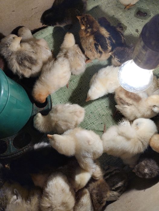 Продам цыплят кучинки