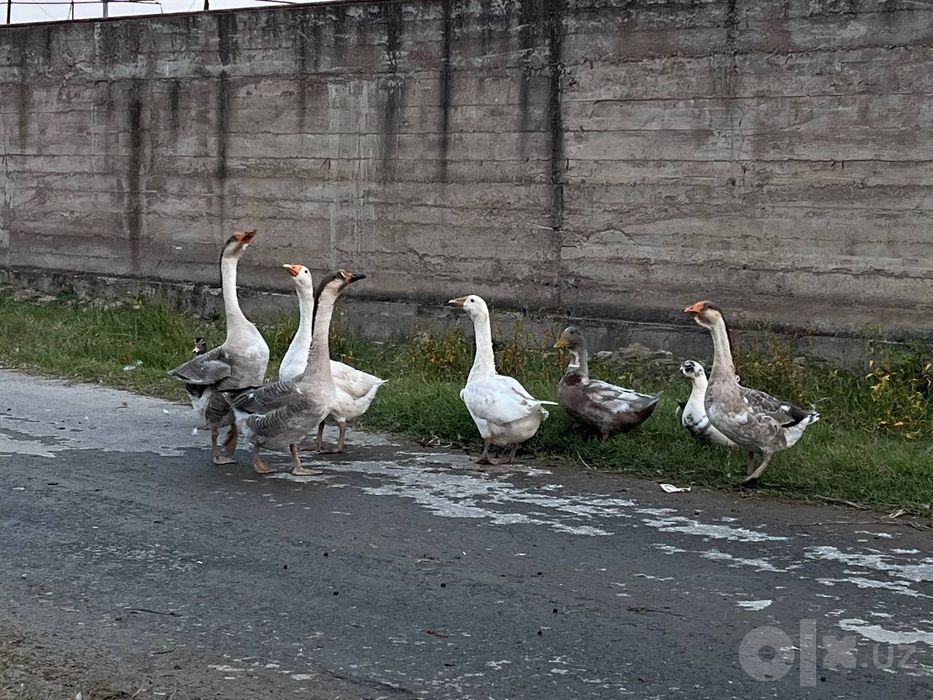 Ğozlar sotiladi kelshamza