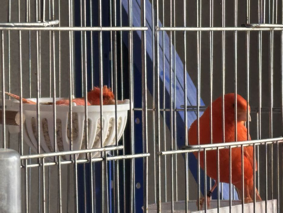 Kanareyka zotlik xar xil turdagisidan bor Kelishsak biznesi ham sotila