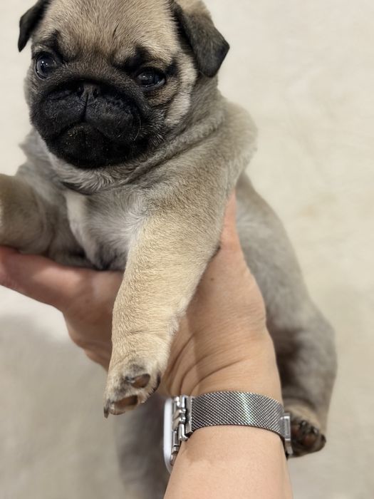 Продаю щенка мопса