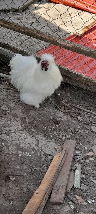 Vând cocoși de pitică și mătase