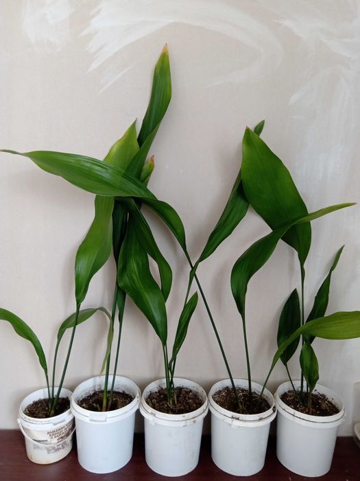 Семейно щастие,Смокини,Цезалпиния-Жълта райска птица.