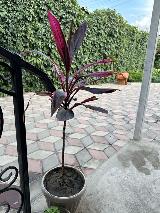 Цветок высокий красивый