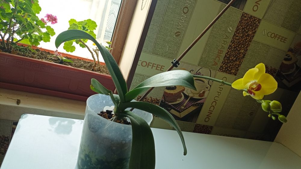 Архидеи (2шт)     .