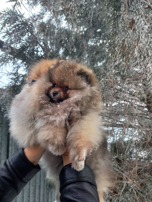 Продаётся померанский шпиц