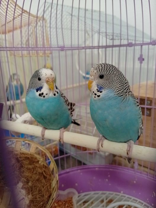 Peruși de vânzare!