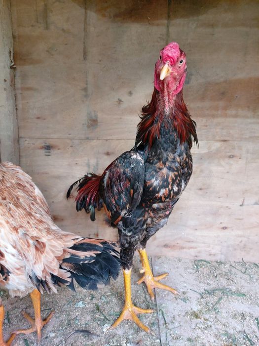 Dakan xuruz sotiladi