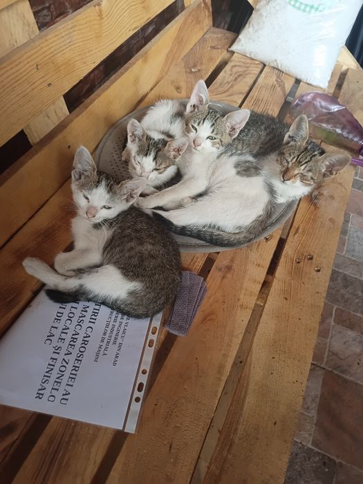 Donez pui de pisică