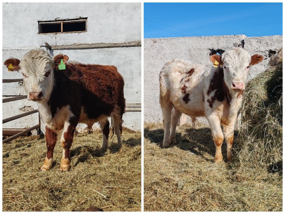 Продам племенных бычков: Герефорд и Симментал! Отличная генетика!