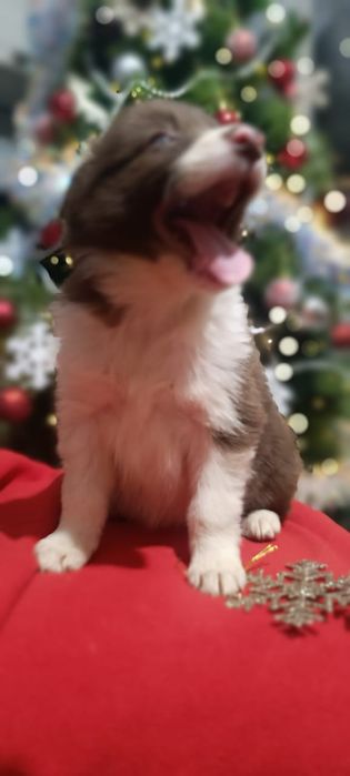 щенки бордер колли