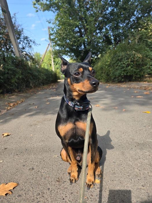 Той-терьер русский.