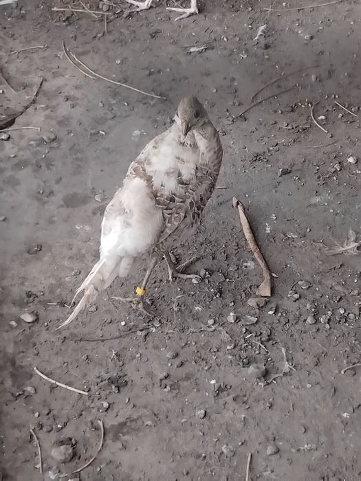 Fazani disponibili