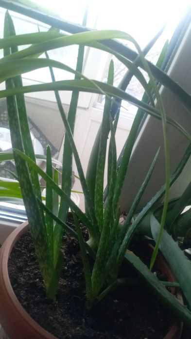 Любимые домашние друзья