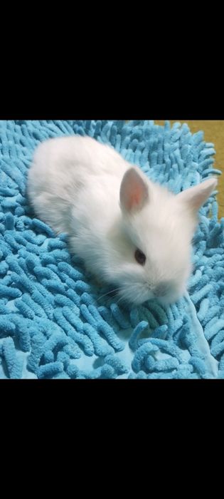 Чисто декоративные кролчата