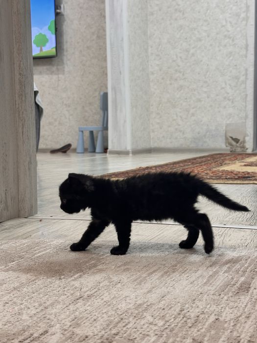 Котята ждут своих хозяев , 3 девочки и 1 мальчик