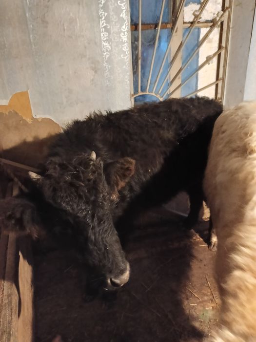 Ургашы  еки бас сатылымда