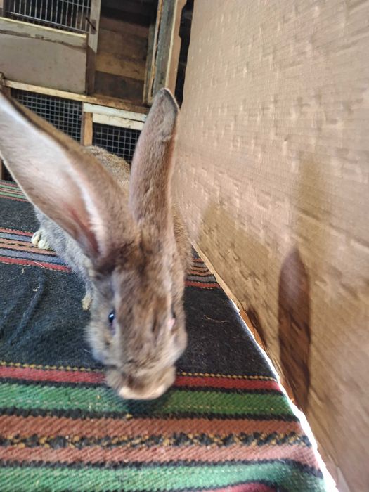 Зайци великани големи и малки