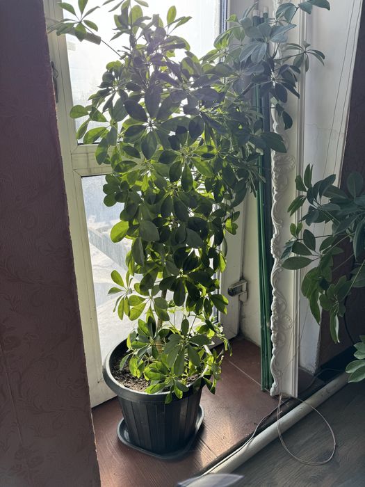 Цветы в офис, для дома