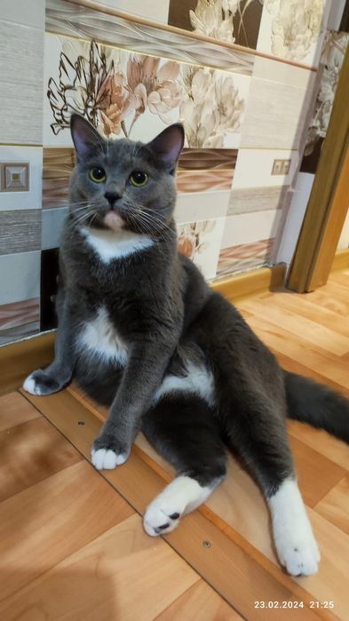 Красивую кошечку