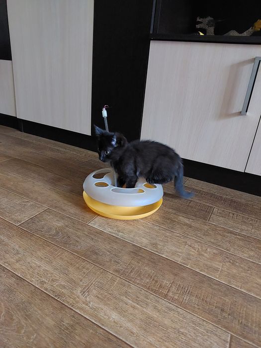 Отдам котенка в добрые руки
