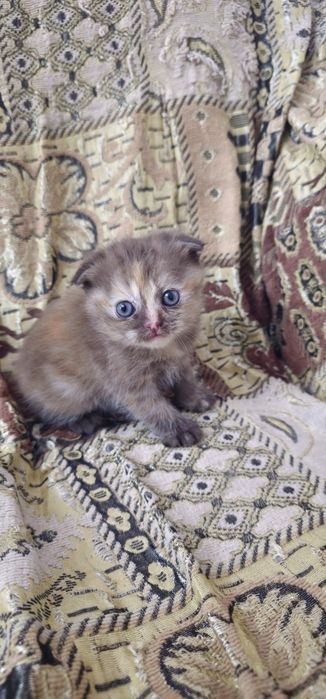 Скоттиш фолд девочка