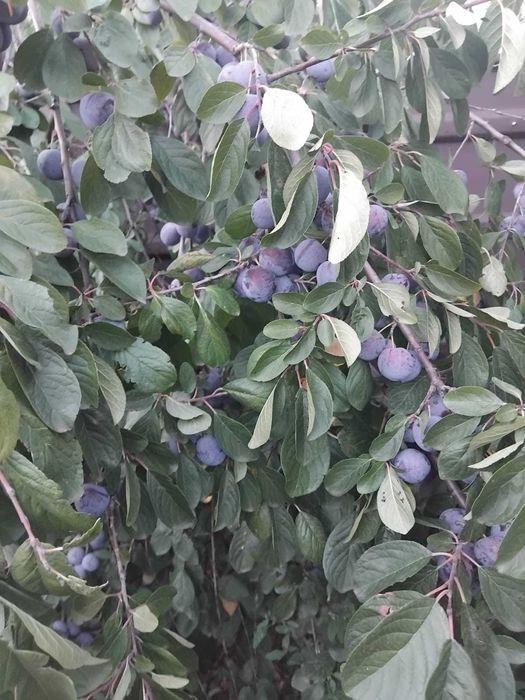 Дача на Телецентре с мансардным домиком.