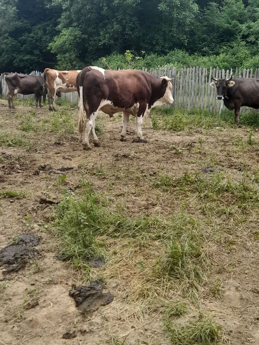 Taur de montă  sau sacrificat