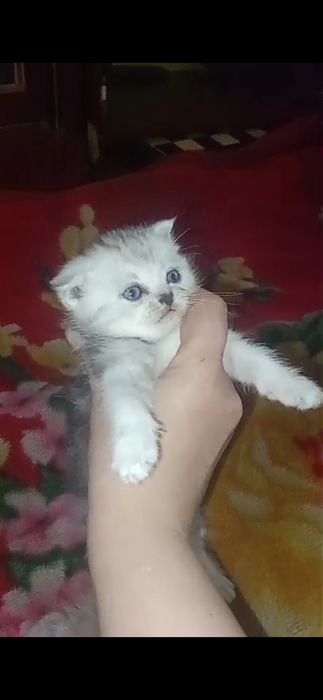 Шотландские котята