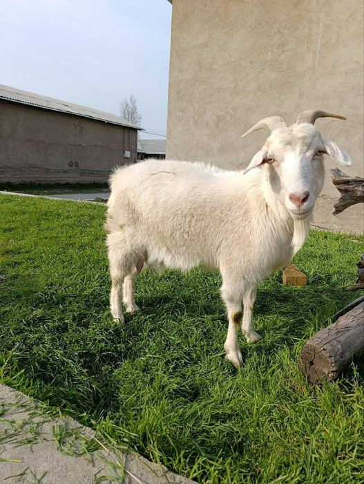 Зотдор эчки улокчалари билан сотилади