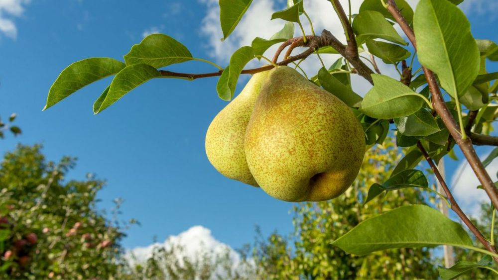 Pomi Fructiferi Pitici Dwarf (Păr )