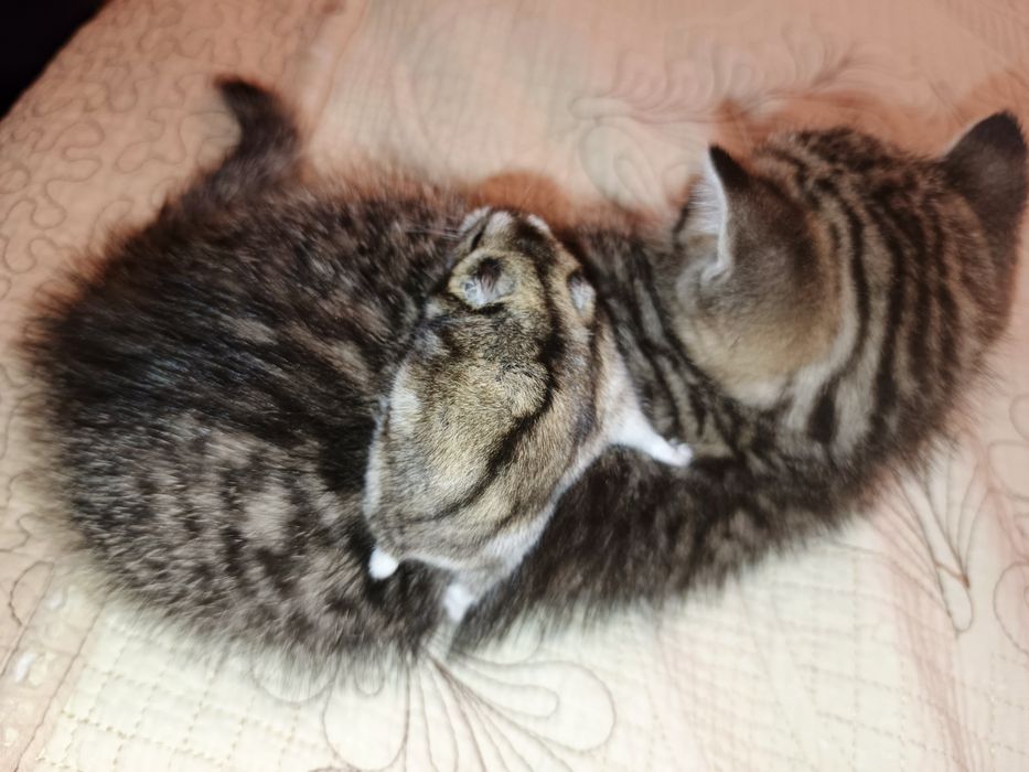 Зоогостиница передержка