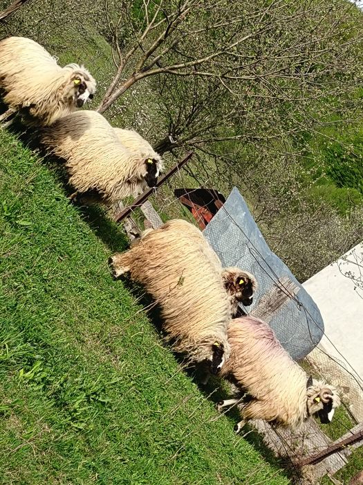 Vand 6 noatine și un berbecuț