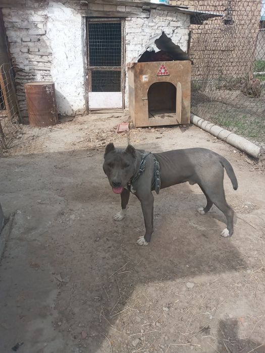 Продам собаку 8месечный