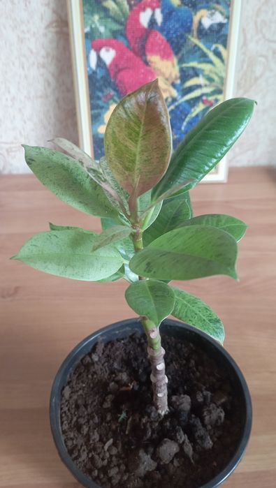 Продам фикус Шривериана