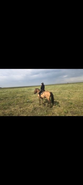 Продам коня иноходца