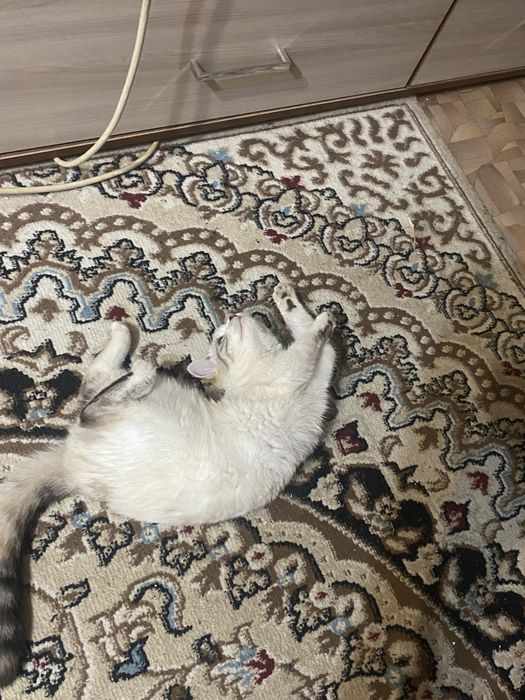 потерялась кошка