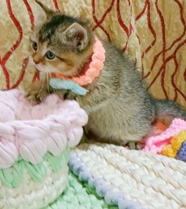 Роскошная Девочка золотая Шиншила