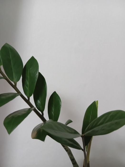 Денежное дерево. Замиокулькас.