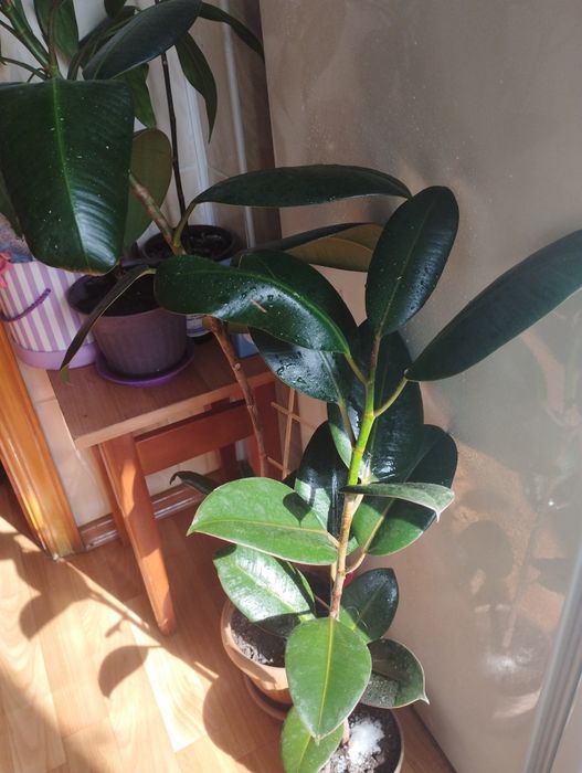 Комнатные растения