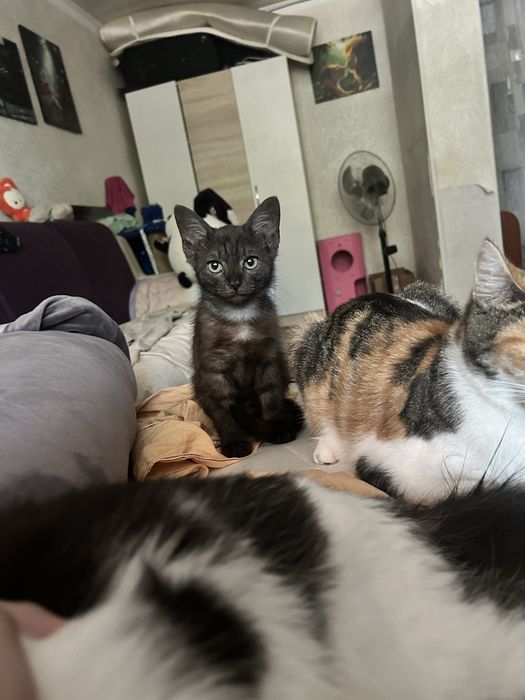 Отдам котенка в хорошие руки