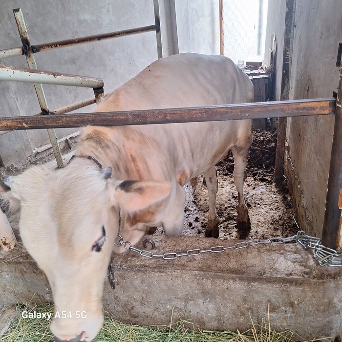 Buqa sotiladi . Xokiz.