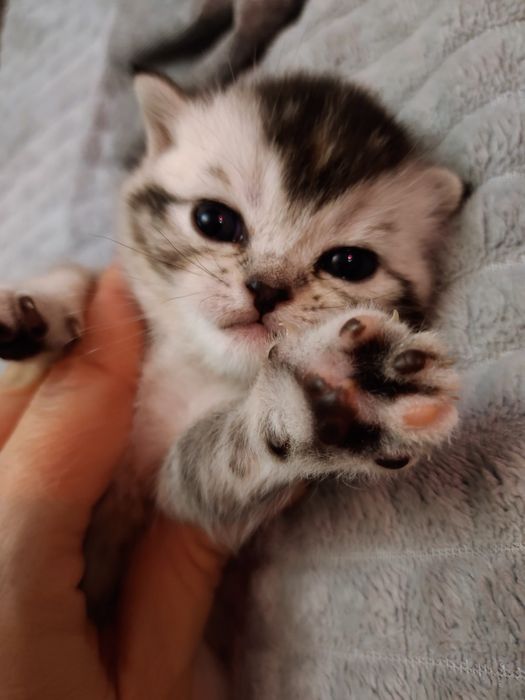 Котята шотландцы!
